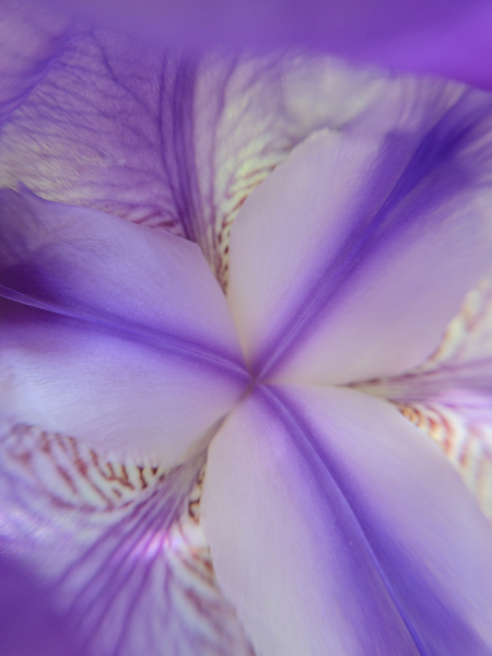 Douceur quebecoise - Iris versicolore carre by Jesse Roussel