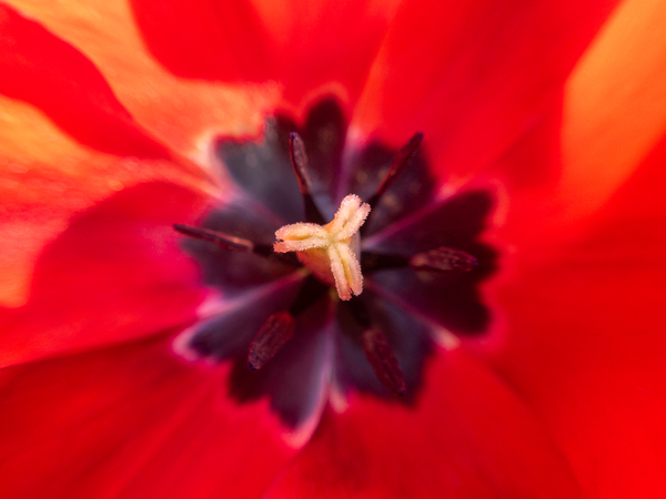 Coeur pourpre by Jesse Roussel