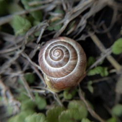 Spirale d’or