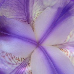 Douceur quebecoise - Iris versicolore carre