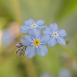 Ne m’oublie pas - Myosotis