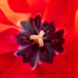 Coeur pourpre