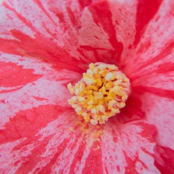 Fraicheur tropicale  - Carre