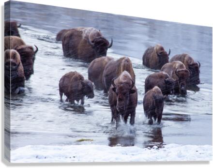 IMG 2895 Canvas Print