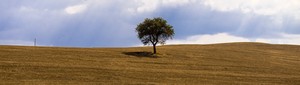 Tuscany Tree