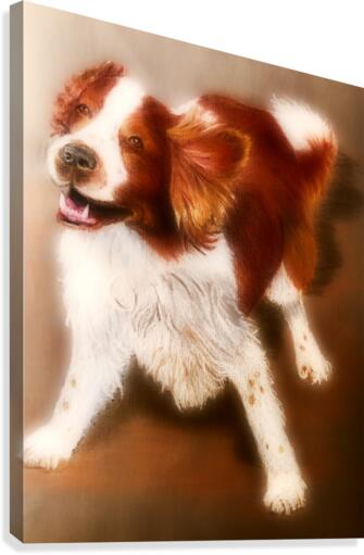 Welsh Springer Spaniel  Canvas Print