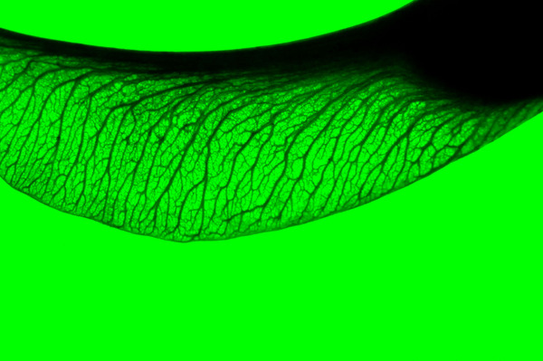Sycamore Green Period by FREVO