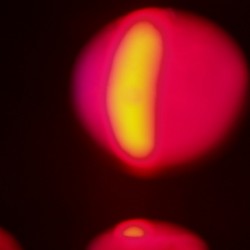 The Emergence of Yellow