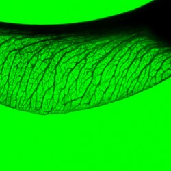 Sycamore Green Period