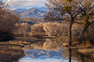 Reflections at Bosque del Apache