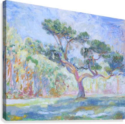 Twisted Pine Canvas Print