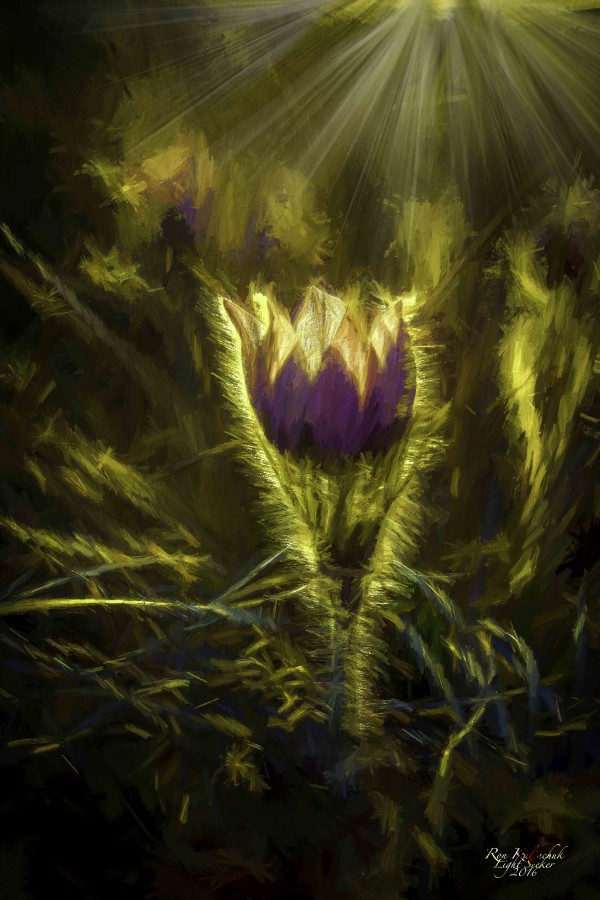 CrocusArtsy Print