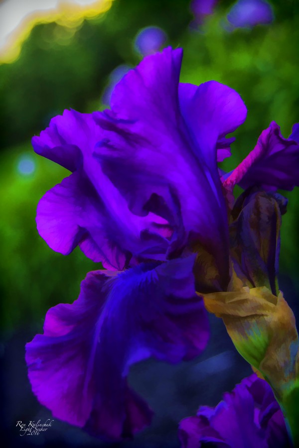 Purple Iris2 Print