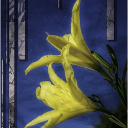 YellowDayLilies2