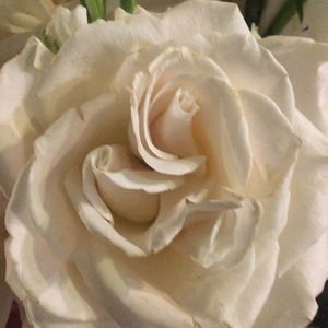 732EBC1B A3BE 45DC 9A6F 9AB908D1A701