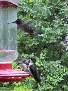 AAFDC396 1FEB 45EE B395 086F5B70DA6D