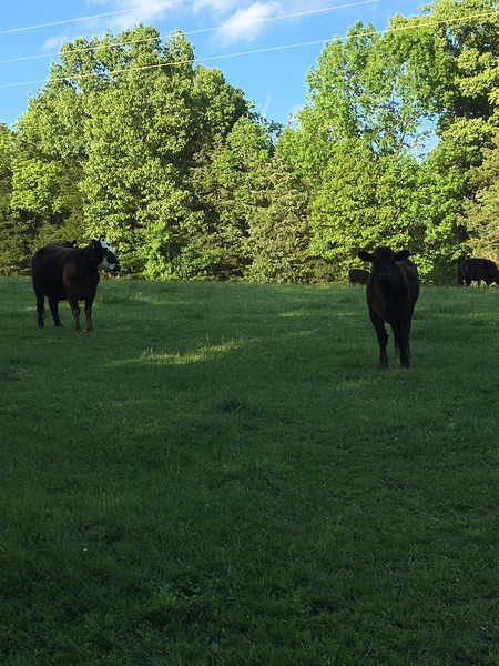 419FAC2D 7F14 403D AD16 C7AF74EDE89C Print