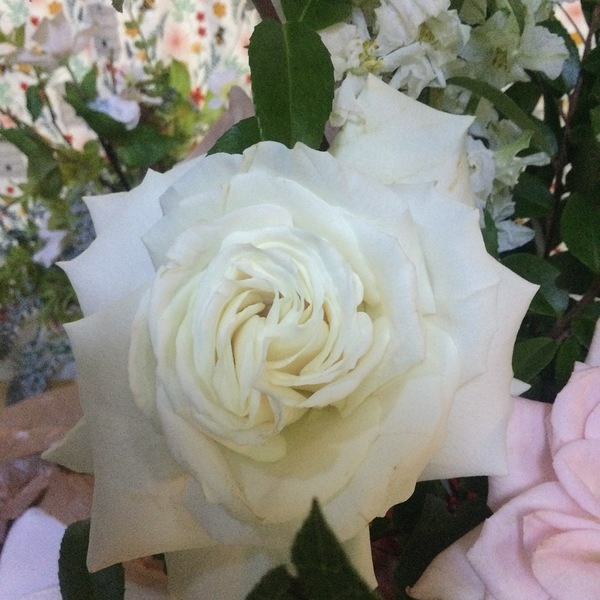 C04F7D9C 114C 413E 96C2 2282B360E461 Print