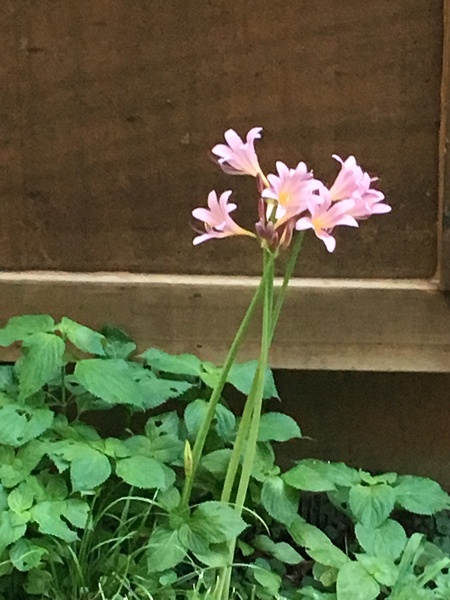 DA6C2393 A60F 43E0 98CD B853A7419173 Print