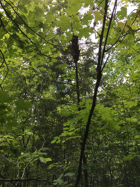 E5A1D5D7 F7D3 40D3 BA47 071C727454C0 Print