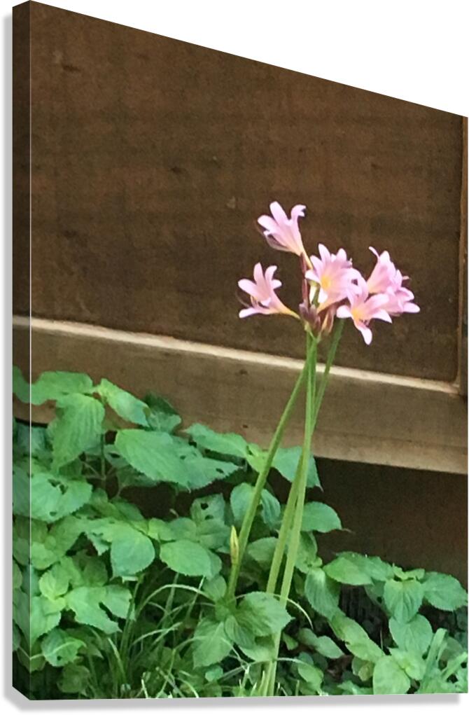 DA6C2393 A60F 43E0 98CD B853A7419173 Canvas Print