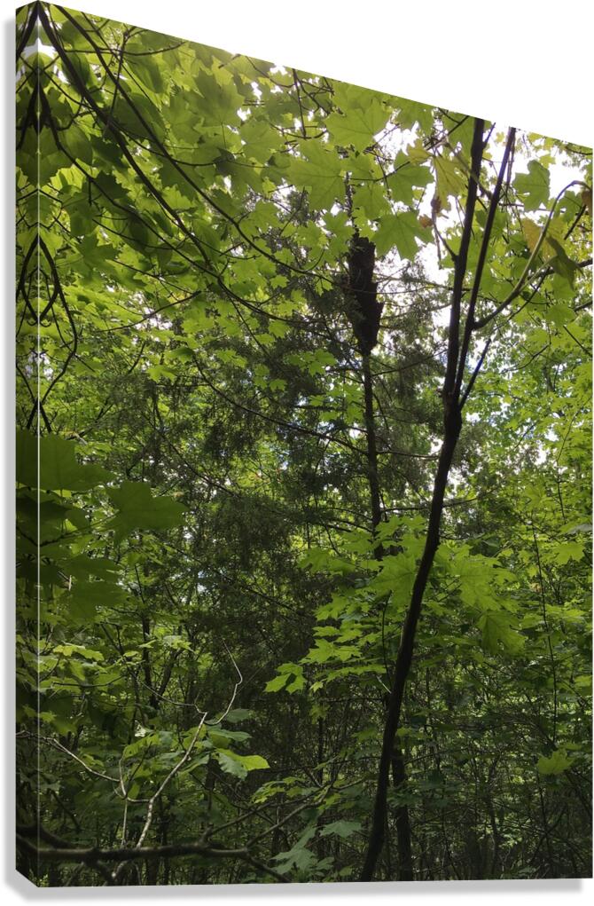 E5A1D5D7 F7D3 40D3 BA47 071C727454C0 Canvas Print