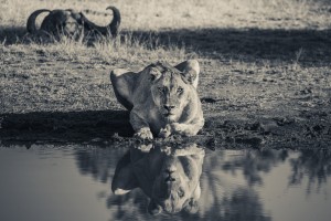 Lioness at the Watering Hole