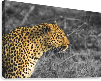 Leopard Canvas Print