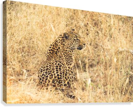 Leopard Canvas Print
