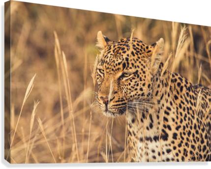 Leopard Canvas Print