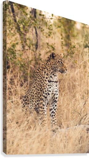 Leopard Canvas Print