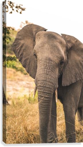 Elephant Canvas Print