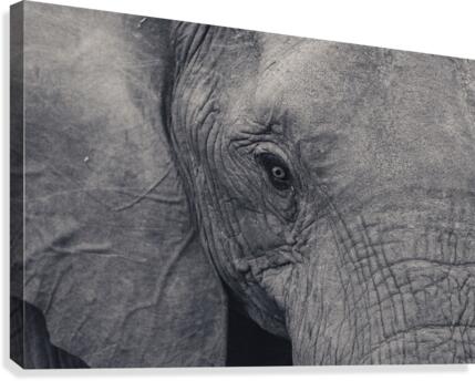 Elephant Eyes Canvas Print