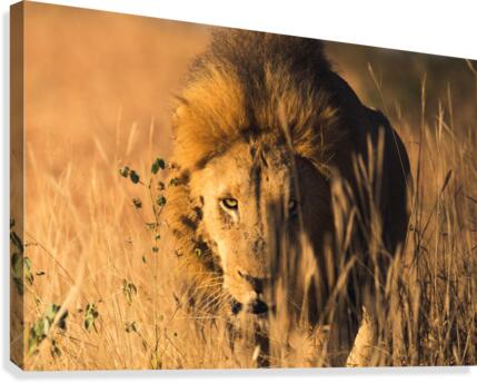 Lion Canvas Print