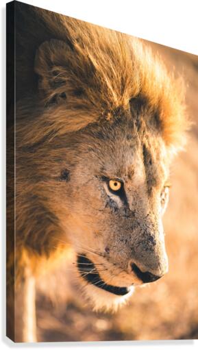 Lions Den Canvas Print