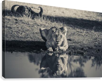 Lioness at the Watering Hole Canvas Print