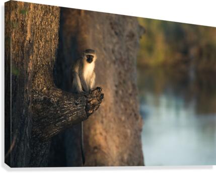 Monkey 2 Canvas Print
