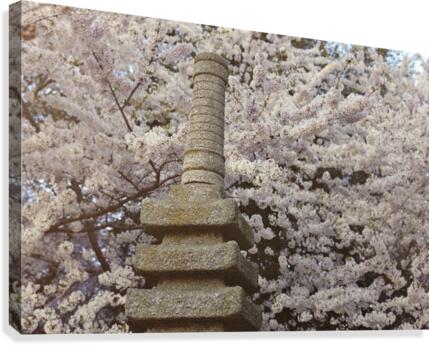 Cherry Blossom Statue Canvas Print