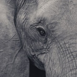 Elephant Eyes