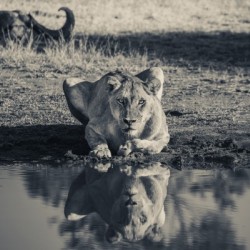 Lioness at the Watering Hole