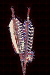 Arrow Feathers