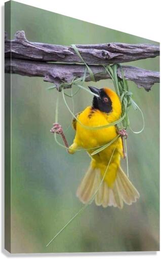 tangle in perch Canvas Print
