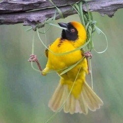 tangle in perch