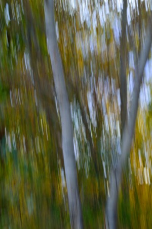 Birch Trees Autumn