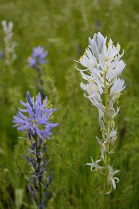Blue and White Camas Lily with Ant