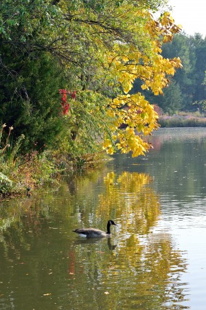 Canadian Goose Autumn Pond Reflections