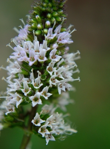 Chocolate Mint Flowers Macro