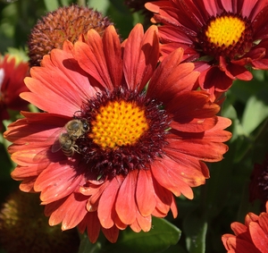 Red Gaillardia with Bee Gaillardia pulchella