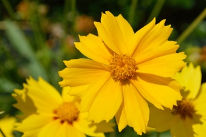 Lance-leaved Coreopsis Coreopsis lanceolata closeup