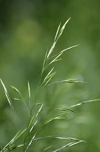 Tall Green Grasses Meadow
